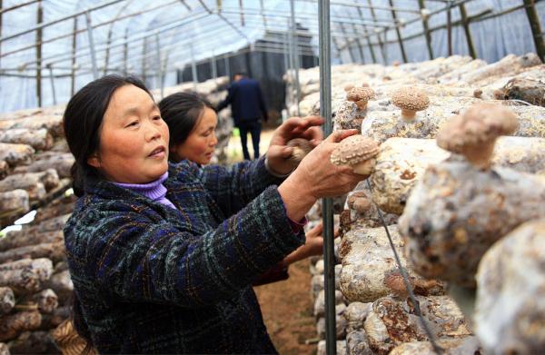 湖北省香菇产业生产基地，湖北郧西：小香菇做成大产业