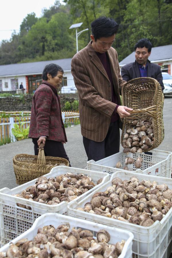 湖北省香菇产业生产基地，湖北郧西：小香菇做成大产业