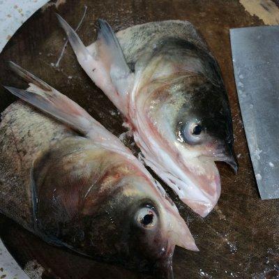 鱼头焖豆腐怎么焖的，老少皆宜的鱼头焖豆腐