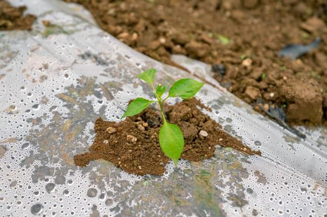 贵州福泉旅游景点大全，贵州福泉乡村田园美如画