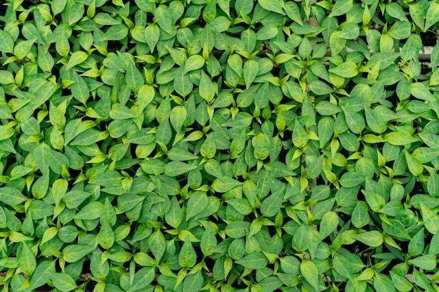 贵州福泉旅游景点大全，贵州福泉乡村田园美如画