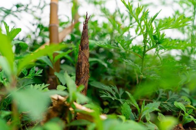 贵州福泉旅游景点大全，贵州福泉乡村田园美如画