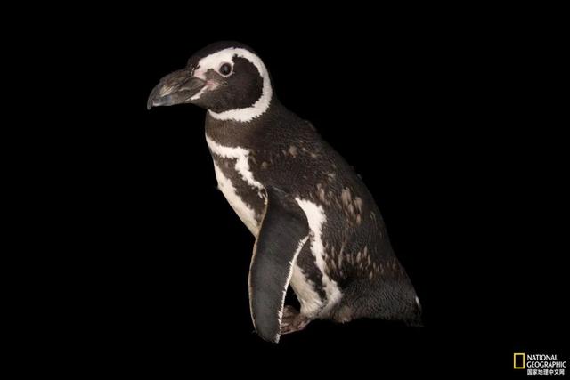 年下小狼狗言情，有被这种兽性温暖到