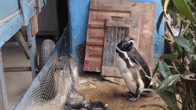 年下小狼狗言情，有被这种兽性温暖到