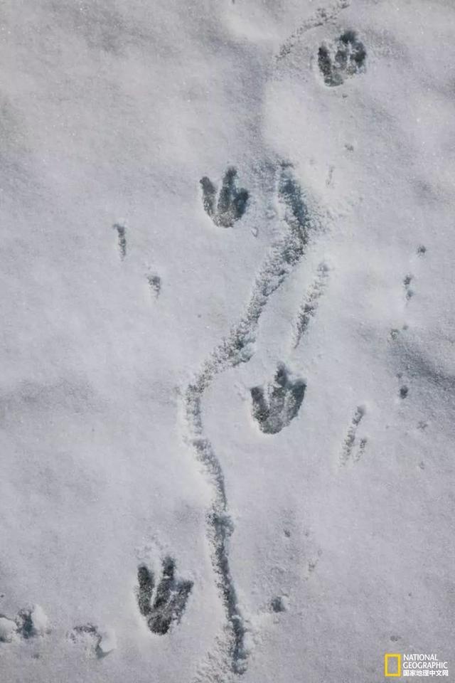 年下小狼狗言情，有被这种兽性温暖到