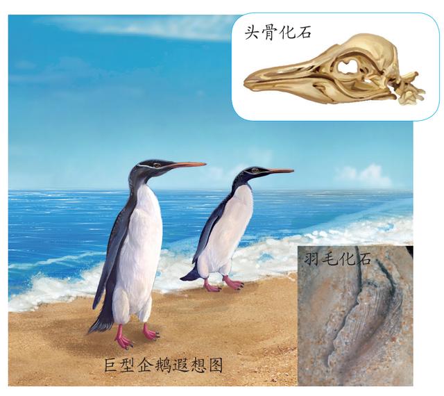 企鹅知识科普，小编带你系统地了解企鹅