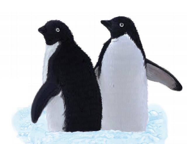 企鹅知识科普，小编带你系统地了解企鹅