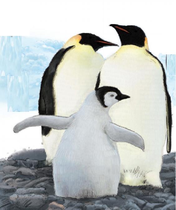 企鹅知识科普，小编带你系统地了解企鹅