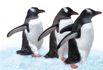 企鹅知识科普，小编带你系统地了解企鹅