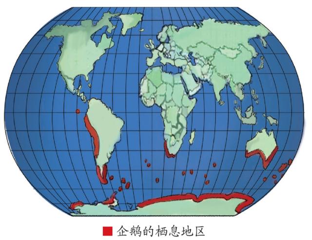 企鹅知识科普，小编带你系统地了解企鹅