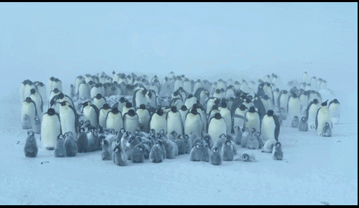 企鹅知识科普，小编带你系统地了解企鹅