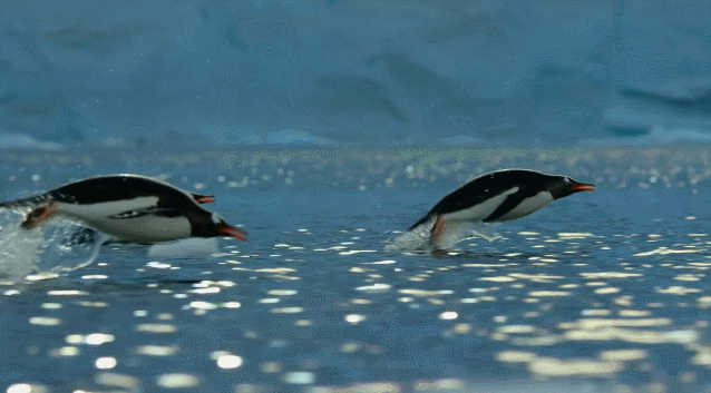 企鹅知识科普，小编带你系统地了解企鹅