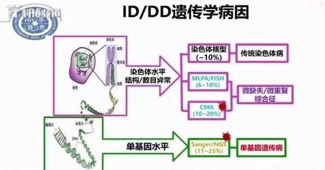 智力发育迟缓到学龄了怎么办，轻度智力发育迟缓康复技巧分享