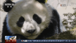 卧龙大熊猫基地，卧龙自然保护区大熊猫基地