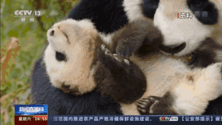 卧龙大熊猫基地，卧龙自然保护区大熊猫基地