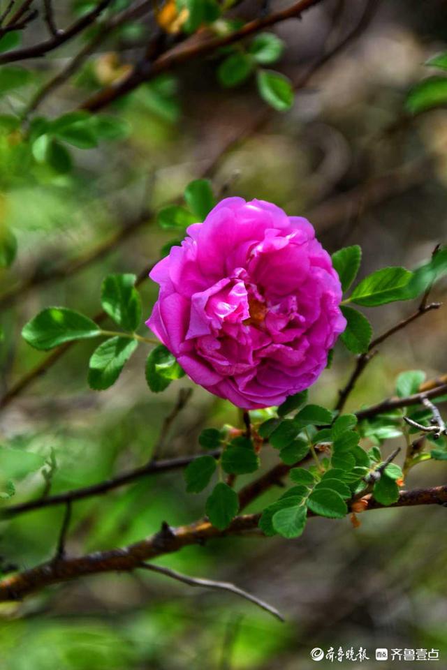 德州岔河花海，花开齐鲁红似火艳如霞