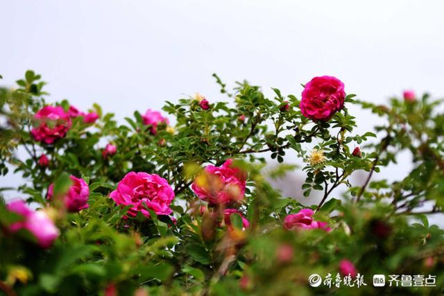 德州岔河花海，花开齐鲁红似火艳如霞