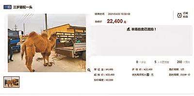 司法拍卖网络平台，网络司法拍卖竞拍流程（拍下数千万资产却反悔不要了）