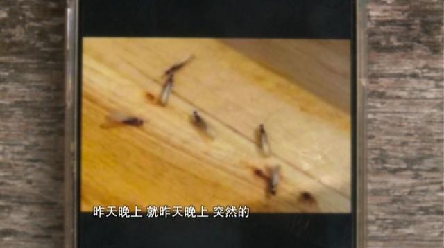 白蚁危害分布地图，密密麻麻太吓人了