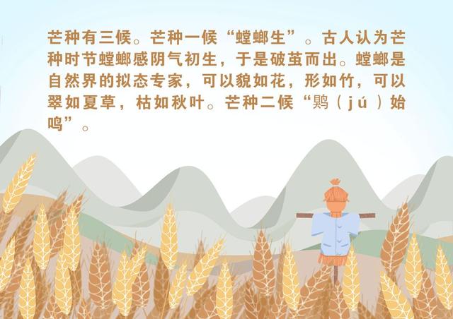 24节气芒种简介，二十四节气丨芒种