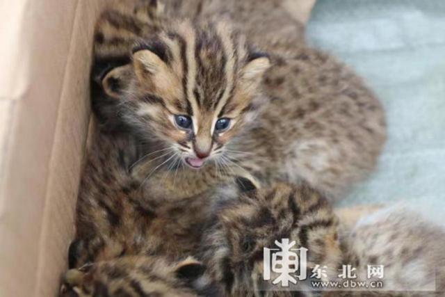 野生大熊猫进农民家里，柴火垛中惊现一窝小豹猫