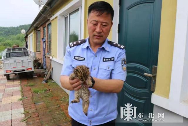 野生大熊猫进农民家里，柴火垛中惊现一窝小豹猫