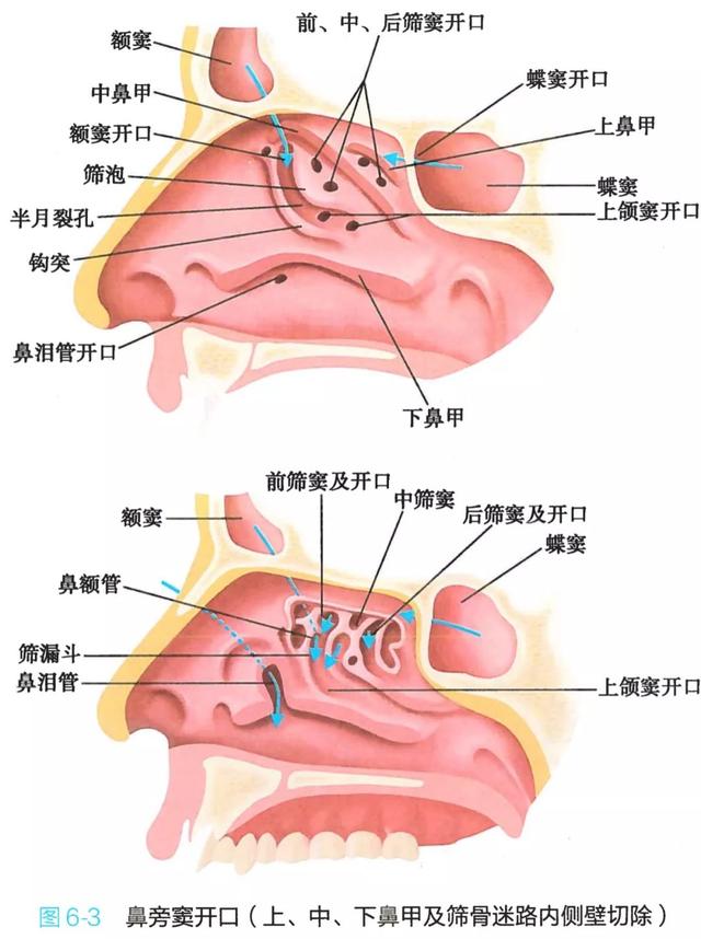 呼吸系统解剖图，呼吸系统解剖图手绘（人体解剖学：呼吸系统）