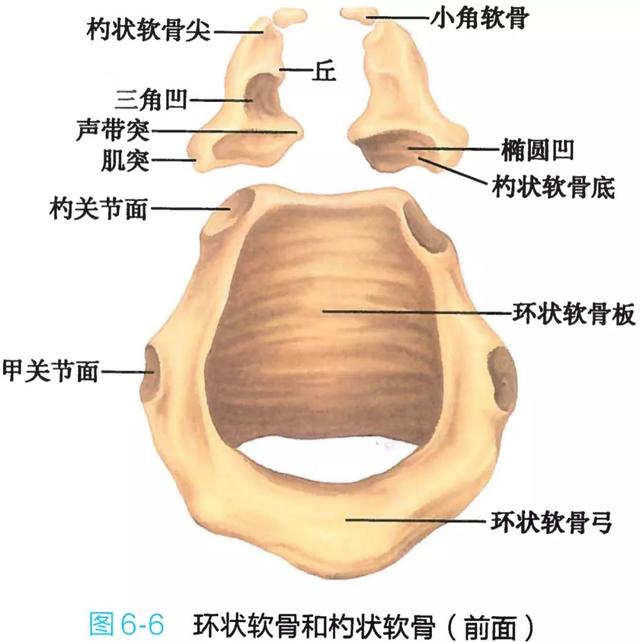 呼吸系统解剖图，呼吸系统解剖图手绘（人体解剖学：呼吸系统）