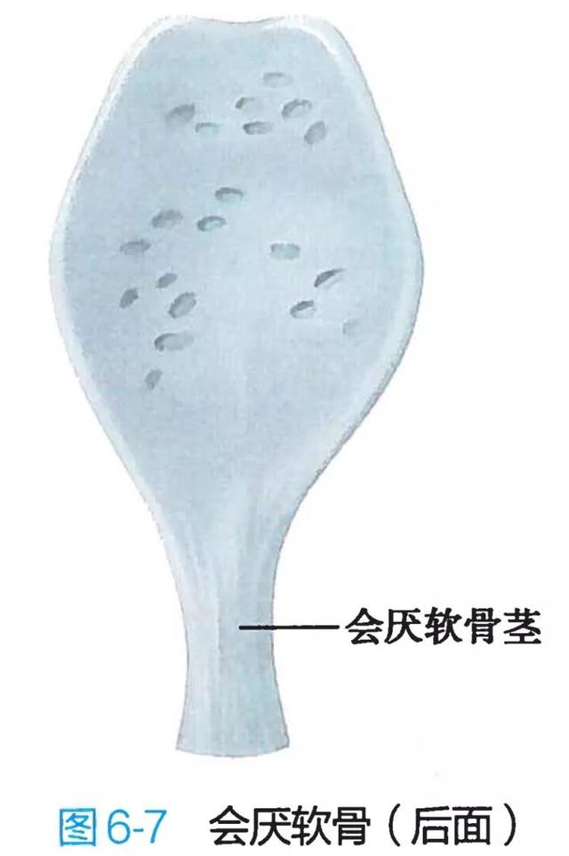 呼吸系统解剖图，呼吸系统解剖图手绘（人体解剖学：呼吸系统）