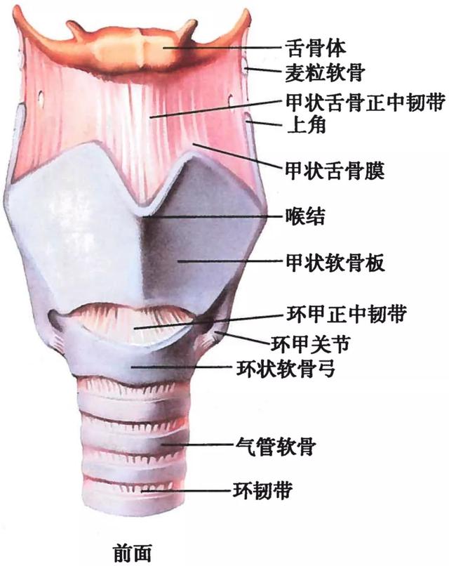 呼吸系统解剖图，呼吸系统解剖图手绘（人体解剖学：呼吸系统）