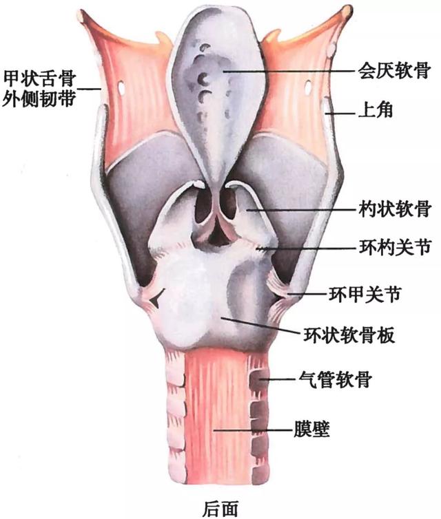 呼吸系统解剖图，呼吸系统解剖图手绘（人体解剖学：呼吸系统）