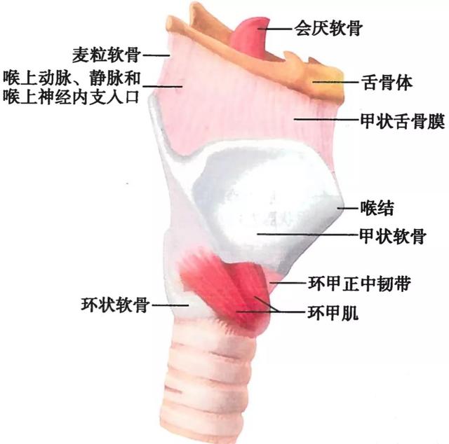呼吸系统解剖图，呼吸系统解剖图手绘（人体解剖学：呼吸系统）