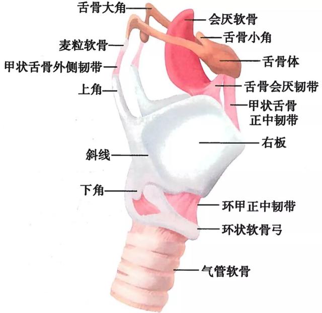 呼吸系统解剖图，呼吸系统解剖图手绘（人体解剖学：呼吸系统）