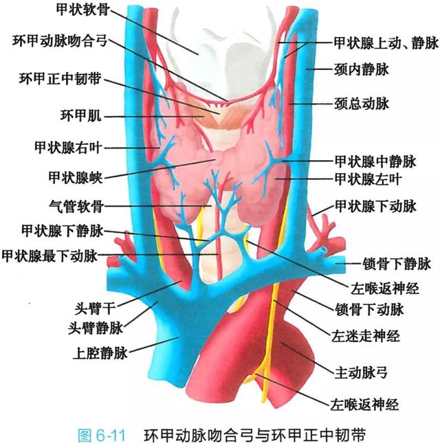 呼吸系统解剖图，呼吸系统解剖图手绘（人体解剖学：呼吸系统）