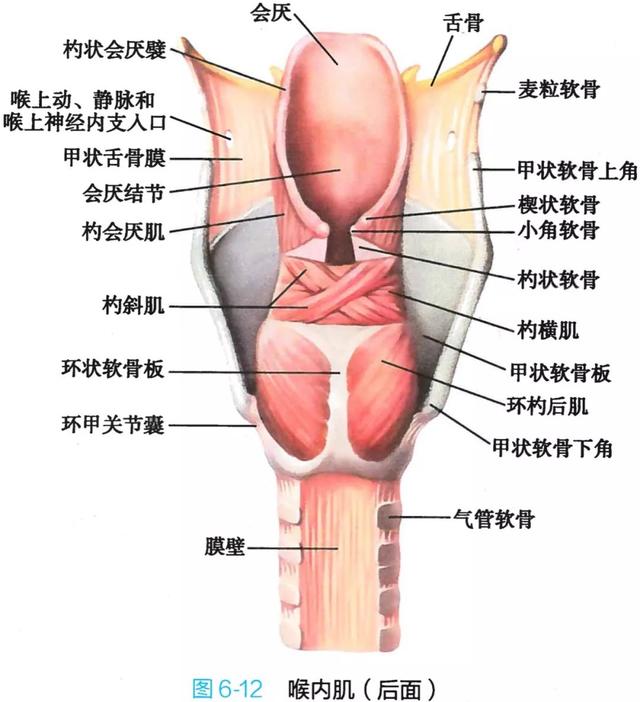 呼吸系统解剖图，呼吸系统解剖图手绘（人体解剖学：呼吸系统）