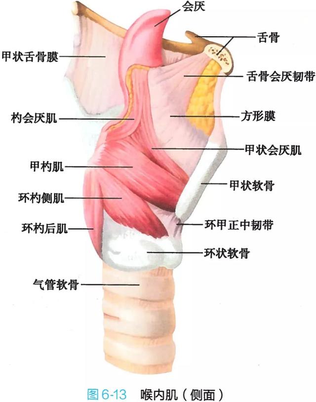 呼吸系统解剖图，呼吸系统解剖图手绘（人体解剖学：呼吸系统）
