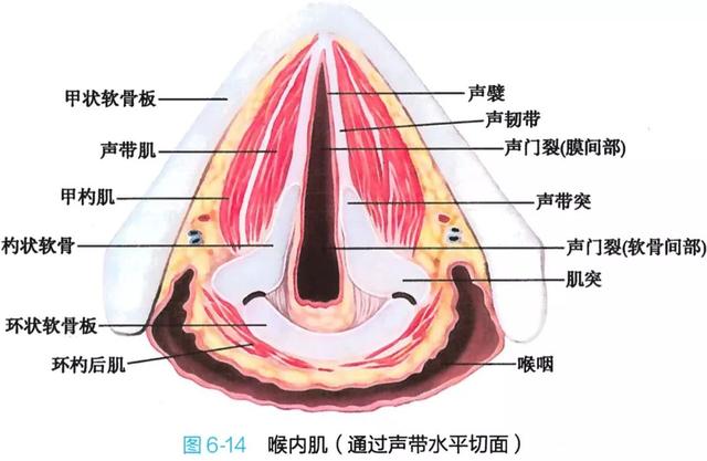 呼吸系统解剖图，呼吸系统解剖图手绘（人体解剖学：呼吸系统）