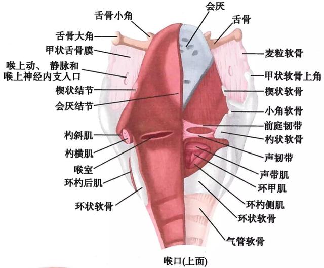 呼吸系统解剖图，呼吸系统解剖图手绘（人体解剖学：呼吸系统）