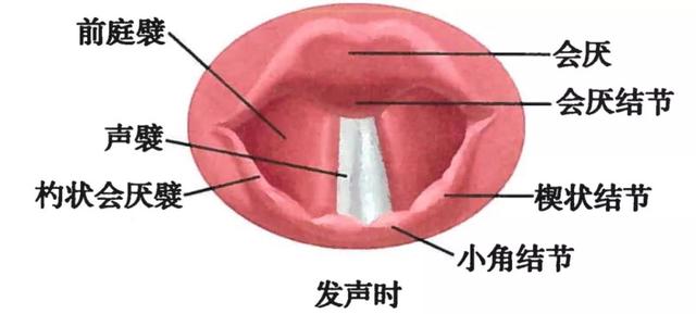 呼吸系统解剖图，呼吸系统解剖图手绘（人体解剖学：呼吸系统）