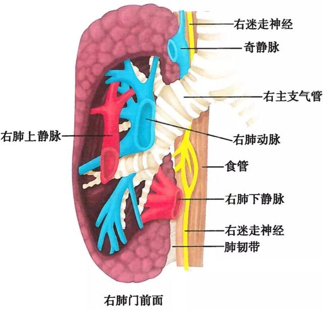 呼吸系统解剖图，呼吸系统解剖图手绘（人体解剖学：呼吸系统）