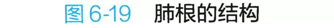 呼吸系统解剖图，呼吸系统解剖图手绘（人体解剖学：呼吸系统）