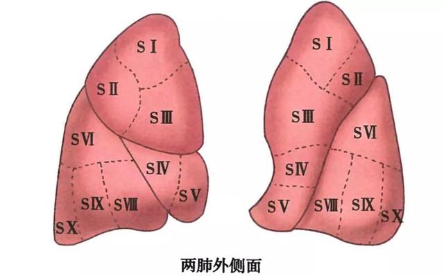 呼吸系统解剖图，呼吸系统解剖图手绘（人体解剖学：呼吸系统）