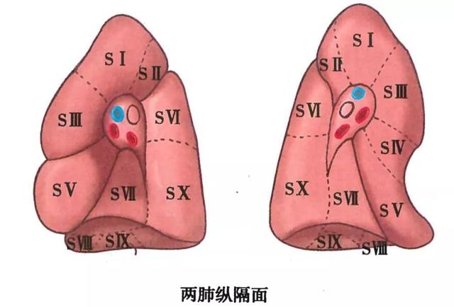 呼吸系统解剖图，呼吸系统解剖图手绘（人体解剖学：呼吸系统）