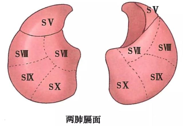 呼吸系统解剖图，呼吸系统解剖图手绘（人体解剖学：呼吸系统）