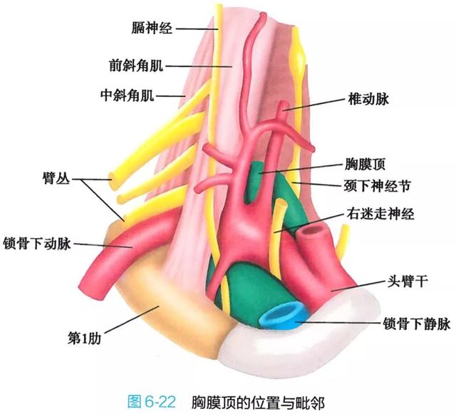 呼吸系统解剖图，呼吸系统解剖图手绘（人体解剖学：呼吸系统）