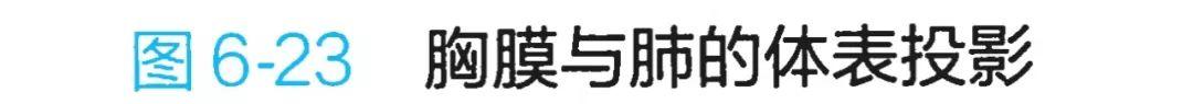 呼吸系统解剖图，呼吸系统解剖图手绘（人体解剖学：呼吸系统）