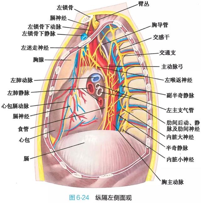 呼吸系统解剖图，呼吸系统解剖图手绘（人体解剖学：呼吸系统）