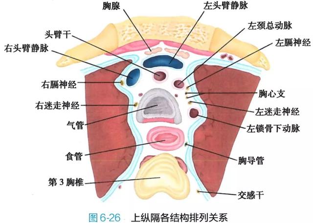 呼吸系统解剖图，呼吸系统解剖图手绘（人体解剖学：呼吸系统）