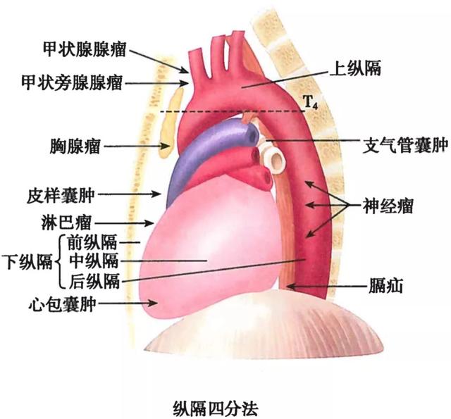 呼吸系统解剖图，呼吸系统解剖图手绘（人体解剖学：呼吸系统）