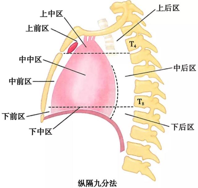 呼吸系统解剖图，呼吸系统解剖图手绘（人体解剖学：呼吸系统）